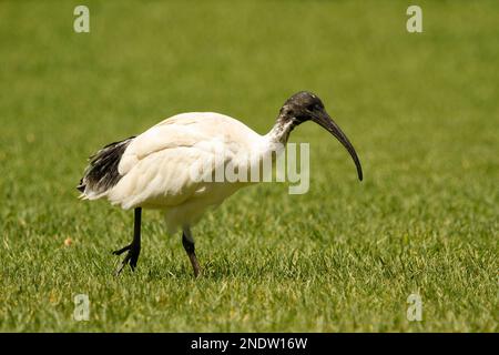 Vue rapprochée d'un Ibis blanc australien traversant un champ. Prise à Sydney, Nouvelle-Galles du Sud, Australie. Banque D'Images