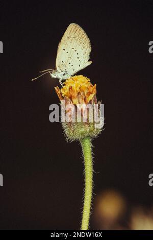 Petit papillon bleu herbe sur fleur sauvage le matin, gros plan et macro avec mise au point douce et nature bokeh flou d'arrière-plan, style rétro et grain phot Banque D'Images