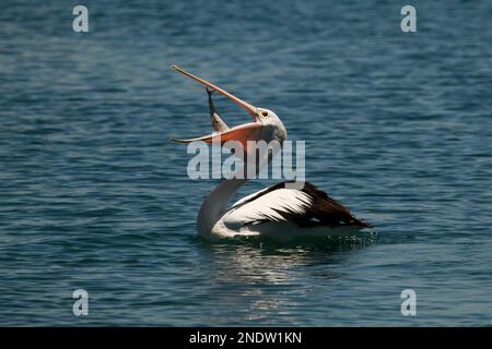 Vue latérale d'un pélican australien (Pelecanus oscillatus) avalant un poisson dans son bec sur l'eau. Prise à Port Macquarie, Nouvelle-Galles du Sud, Australie. Banque D'Images