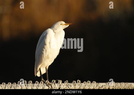 Gros plan d'un seul bétail Egret (Bubulcus ibis) debout sur une clôture en chaînette au soleil. Prise à Victoria, C.-B., Canada. Banque D'Images