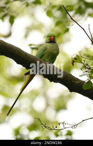 Gros plan d'un seul Parakeet entouré de roses sur une branche d'arbre dans un parc. Prise à Amsterdam, pays-Bas. Banque D'Images