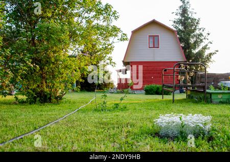 De petites fleurs blanches poussent sur la pelouse dans le terrain du jardin avec la toile de fond d'un lit de fer et des arbres à côté du cottage. Banque D'Images