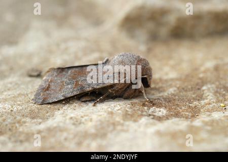 Gros plan détaillé sur le Moth Orthosia populeti de couleur plomb, assis sur une pierre Banque D'Images