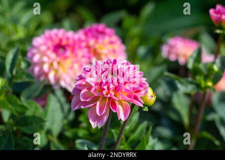 Gros plan de fleurs de dahlia roses en plein soleil, faible profondeur de champ Banque D'Images