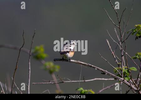 Oiseau regardant autour dans les bois, Shrike masqué, Lanius nubicus Banque D'Images