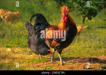 Un gros plan d'un coq dans un champ avec des poules sur son fond Banque D'Images