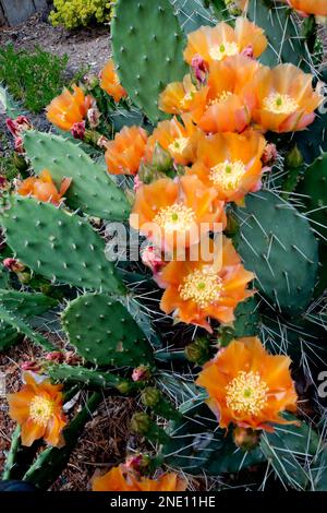 Fleurs de cactus (Opuntia sp.) Dans le centre-sud de l'Utah Banque D'Images