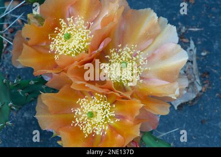 Fleurs de cactus (Opuntia sp.) Dans le centre-sud de l'Utah Banque D'Images