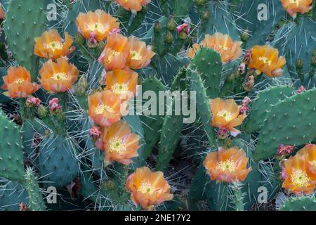 Fleurs de cactus (Opuntia sp.) Dans le centre-sud de l'Utah Banque D'Images