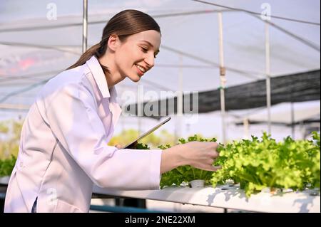 Une scientifique agricole professionnelle caucasienne inspecte la qualité des plantes à salade biologique, travaillant dans la serre. Agriculture hydroponique Banque D'Images