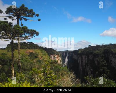 Pins Araucaria en face du canyon Itaimbezinho, parc national d'Aparados da Serra Banque D'Images