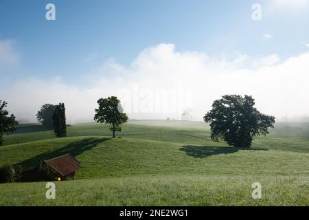 Le brouillard du matin se déforme sous un ciel bleu sur des collines verdoyantes ensoleillées avec des arbres uniques. Banque D'Images