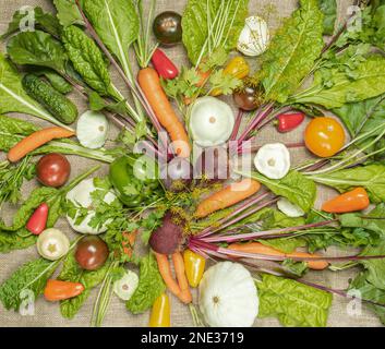 récolte de légumes biologiques récolte de légumes biologiques Banque D'Images