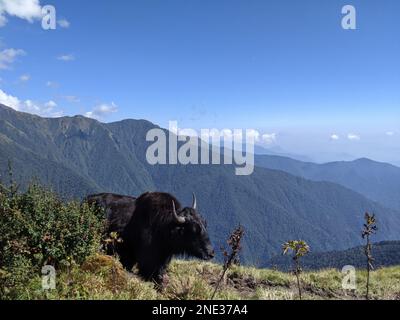 Un yak adulte se dresse dans une prairie luxuriante, devant une chaîne de montagnes majestueuse Banque D'Images