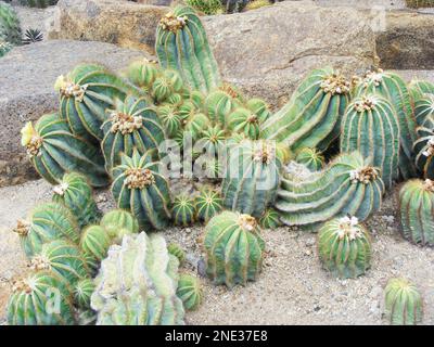 groupe de cactus verts poussant sur des galets. Banque D'Images