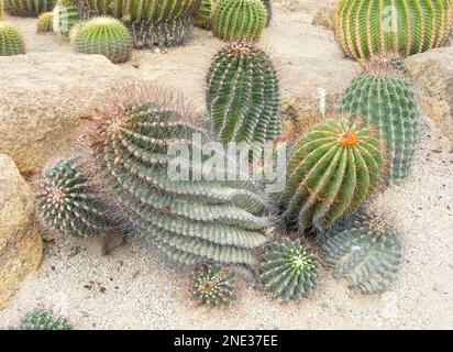 groupe de cactus verts poussant sur des galets. Banque D'Images