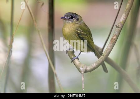 Moucherolle jaune d'olive, Pesquiero Cantareira, Sao Paulo, Brésil, août 2022 Banque D'Images