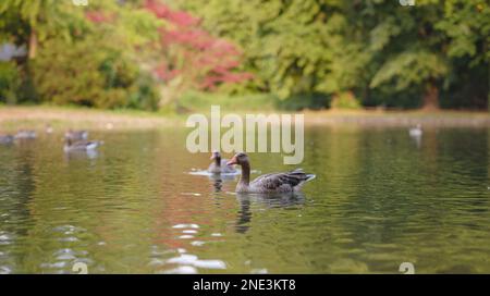 Canards mignons sur l'étang dans le parc Englischer Garten, Munich, Allemagne. Voyage d'été en Europe Banque D'Images