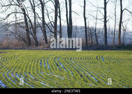 Des rangées de blé sur un champ au printemps près d'une bande forestière. Fonte de neige sur un champ de blé. Humidification du blé d'hiver en agriculture. Banque D'Images
