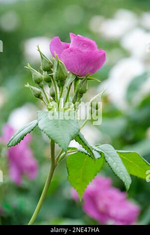 Rosa Rhapsody en bleu, rose Rhapsody en bleu, Rosa Frantasia, rose arbustive avec une courge, semi-double bleu violacé Banque D'Images