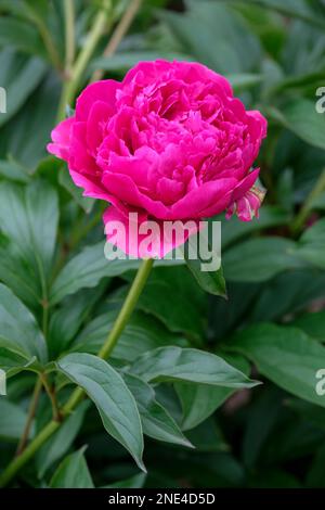 Paeonia lactiflora Zi Feng Chao Yang, vivace, entièrement double, fleurs rouge-violacé Banque D'Images