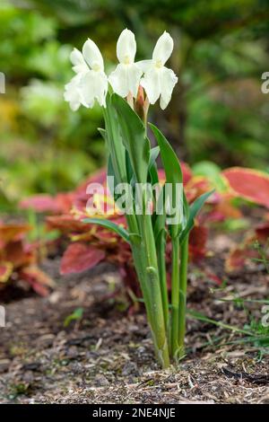 Roscoea Kew Beauty, Roscoea Kew Beauty, vivace avec des grappes terminales de fleurs ivoire Banque D'Images