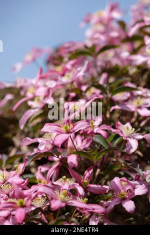 Clematis Warwickshire Rose, clematis montana rubens Warwickshire Rose, grimpeur à feuilles caduques noires à trois lobes, fleurs de couleur pâle à rose moyen Himal Banque D'Images