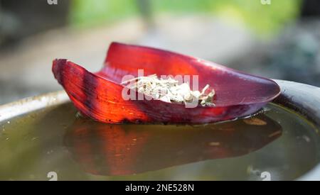 Feuille rouge et verte de Banana Flower Banque D'Images