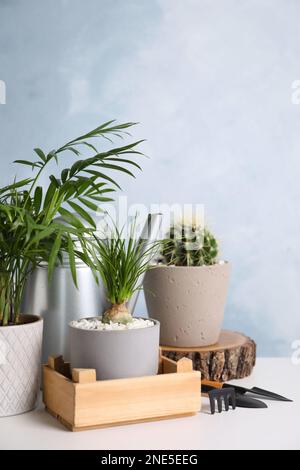 Belle Nolina, Cactus, Chamaedorea en pots avec outils de jardinage sur table blanche. Différentes plantes de maison Banque D'Images