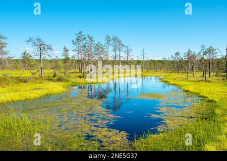 Paysage naturel de Viru Bog (Viru raba) avec des lacs de marais. Parc national de Lahemaa, Estonie Banque D'Images