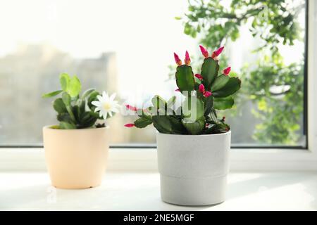 Belles plantes de Schlumbergera en fleurs (cactus de Noël ou de Thanksgiving) dans des pots sur le seuil de la fenêtre Banque D'Images