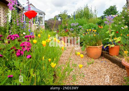 Un petit jardin britannique à l'arrière en été avec plantation de style cottage, rosiers grimpants, banc de jardin et bordures de fleurs colorées. Banque D'Images