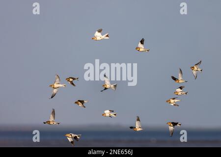 Déneigement (Plectrophenax nivalis), groupe de vol au-dessus de la mer des Wadden, pays-Bas, Frison, Paesens Banque D'Images