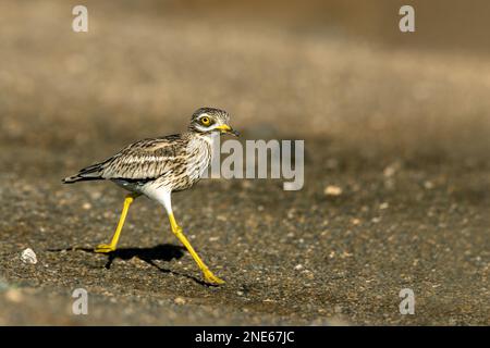 Le curlew en pierre (Burhinus oedicnemus), marche à semi-désert, îles Canaries, Lanzarote, Guatiza Banque D'Images