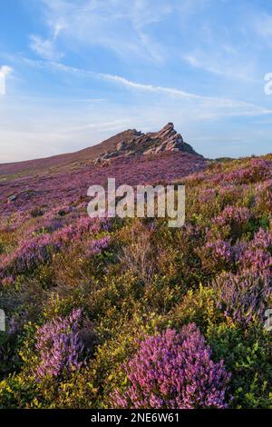 Heather (Calluna vulgaris) fleurs sur la lande, Ramshaw Rocks, cafards, Peak District, Staffordshire England, Août Banque D'Images