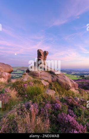 Heather (Calluna vulgaris) fleurs sur la lande, Ramshaw Rocks, cafards, Peak District, Staffordshire England, Août Banque D'Images