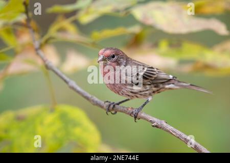 Une fermeture d'une maison finch, Hemorhous mexicanus perchée sur une branche. Banque D'Images