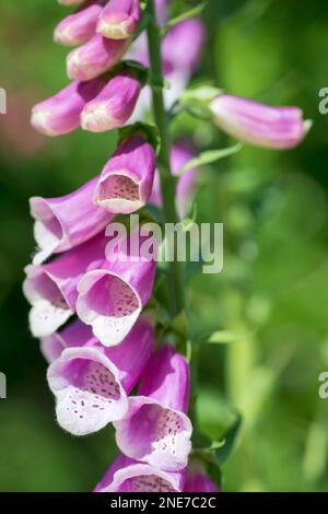 Foxgloves poussant dans un jardin anglais de campagne, Northumberland, Angleterre Banque D'Images