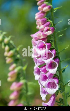 Foxgloves poussant dans un jardin anglais de campagne, Northumberland, Angleterre Banque D'Images