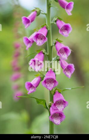 Foxgloves poussant dans un jardin anglais de campagne, Northumberland, Angleterre Banque D'Images