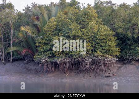 Cette photo a été prise dans le parc national de Sundarbans, au Bangladesh. Banque D'Images