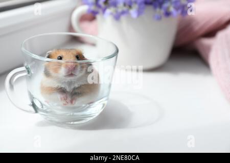 Adorable hamster dans une tasse en verre sur le rebord de la fenêtre à l'intérieur. Espace pour le texte Banque D'Images