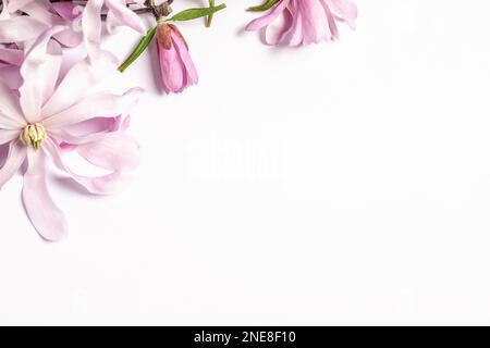 Belles fleurs de magnolia sur fond blanc, vue de dessus Banque D'Images