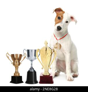 Terrier Jack Russel mignon avec médaille d'or et coupes à trophées sur fond blanc Banque D'Images