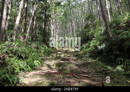 La forêt de Kumano Kodo, un des patrimoines mondiaux au Japon Banque D'Images