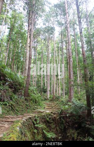 La forêt de Kumano Kodo, un des patrimoines mondiaux au Japon Banque D'Images