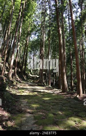 La forêt de Kumano Kodo, un des patrimoines mondiaux au Japon Banque D'Images