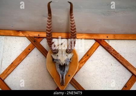 Vue du crâne de l'antilope sur le mur, photo en gros plan. Décoration murale. Banque D'Images