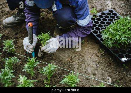 Les mains d'un homme en vêtements de travail sont en train de transplanter des semis de fleurs dans les clubs de la ville. Transplantation manuelle par un jardinier de pousses de fleurs de tagetes Banque D'Images