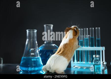 Cobaye et verrerie de laboratoire sur table. Tests sur des animaux Banque D'Images